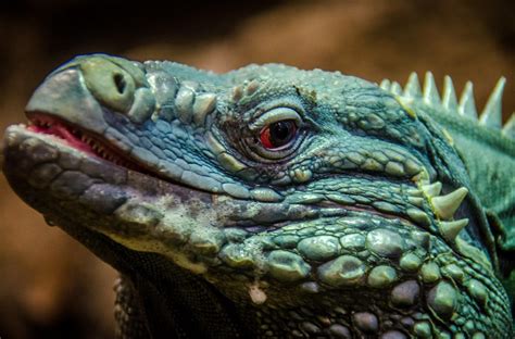 iunixx|iguana (@iunixx) .